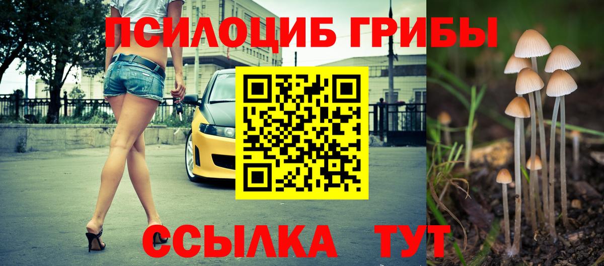 Псилоцибиновые грибы Psilocybe Пугачёв